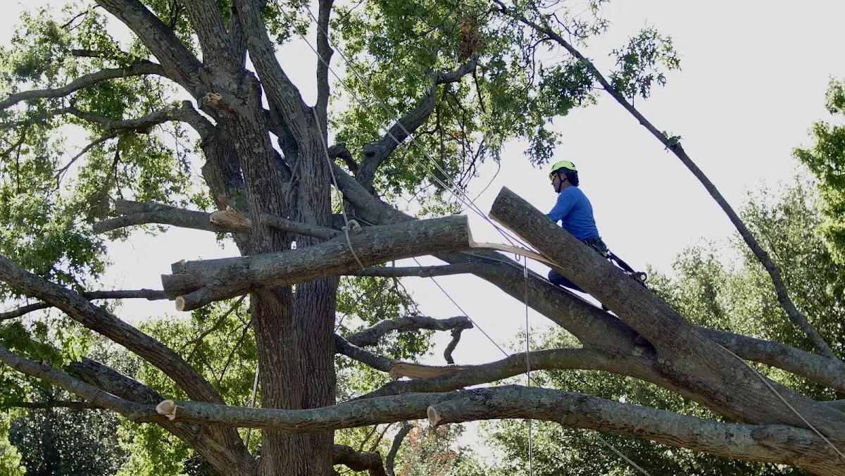 Professional Hazardous Tree Removal performed by certified arborists in Carville