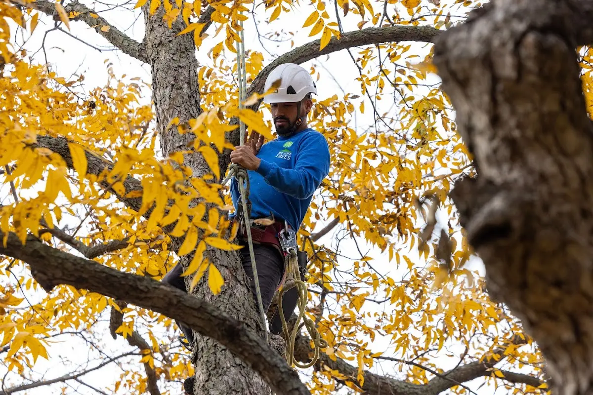 Skilled Tree Disease Treatment crew working in Carville